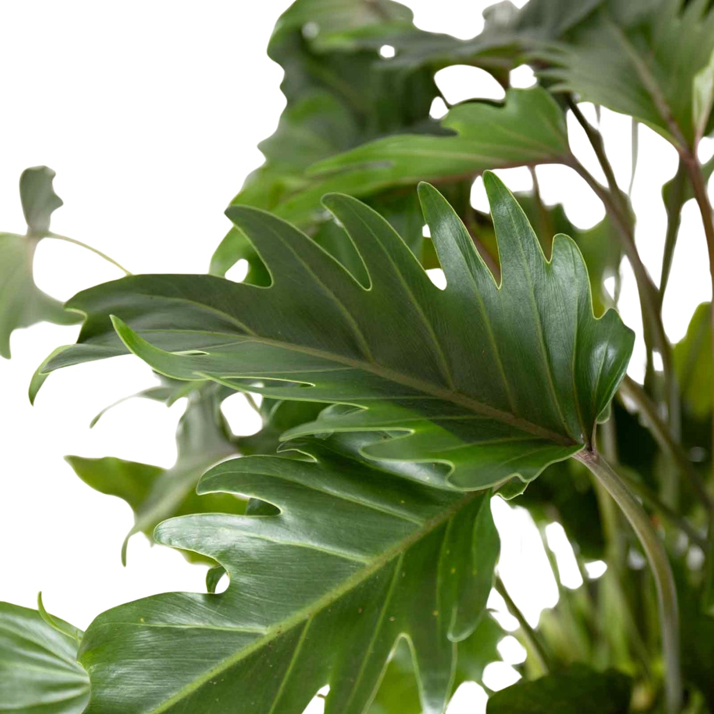 Philodendron Xanadu