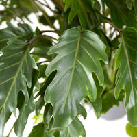 Philodendron Xanadu