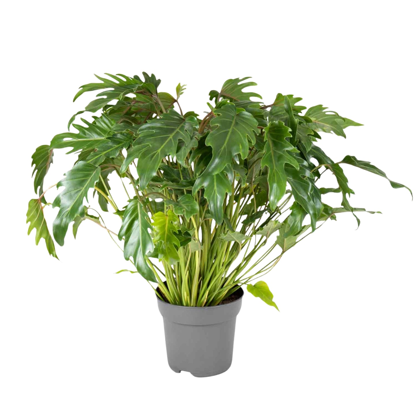 Philodendron Xanadu