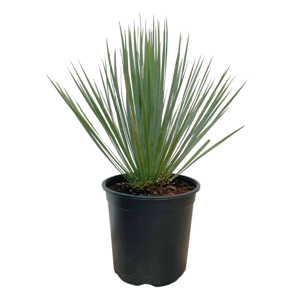 Yucca Rostrata