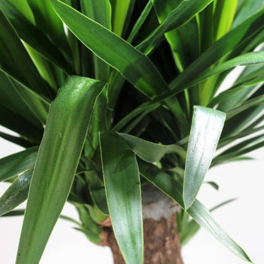 detalhe de folhas e tronco planta de interior resistente com três pés yuca gigante com folhas esguias de cor verde intenso