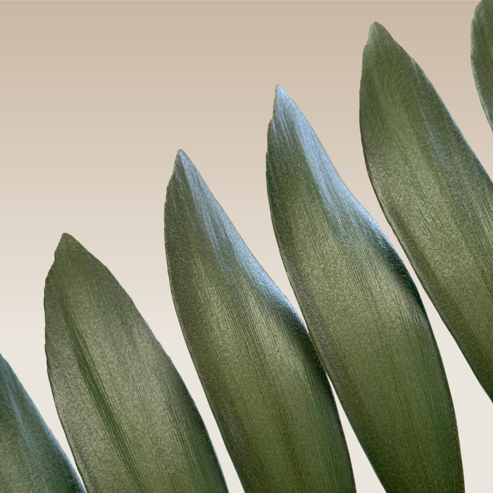 Close-up of Zamia leaves showcasing their unique texture and green color, ideal for indoor decor.
