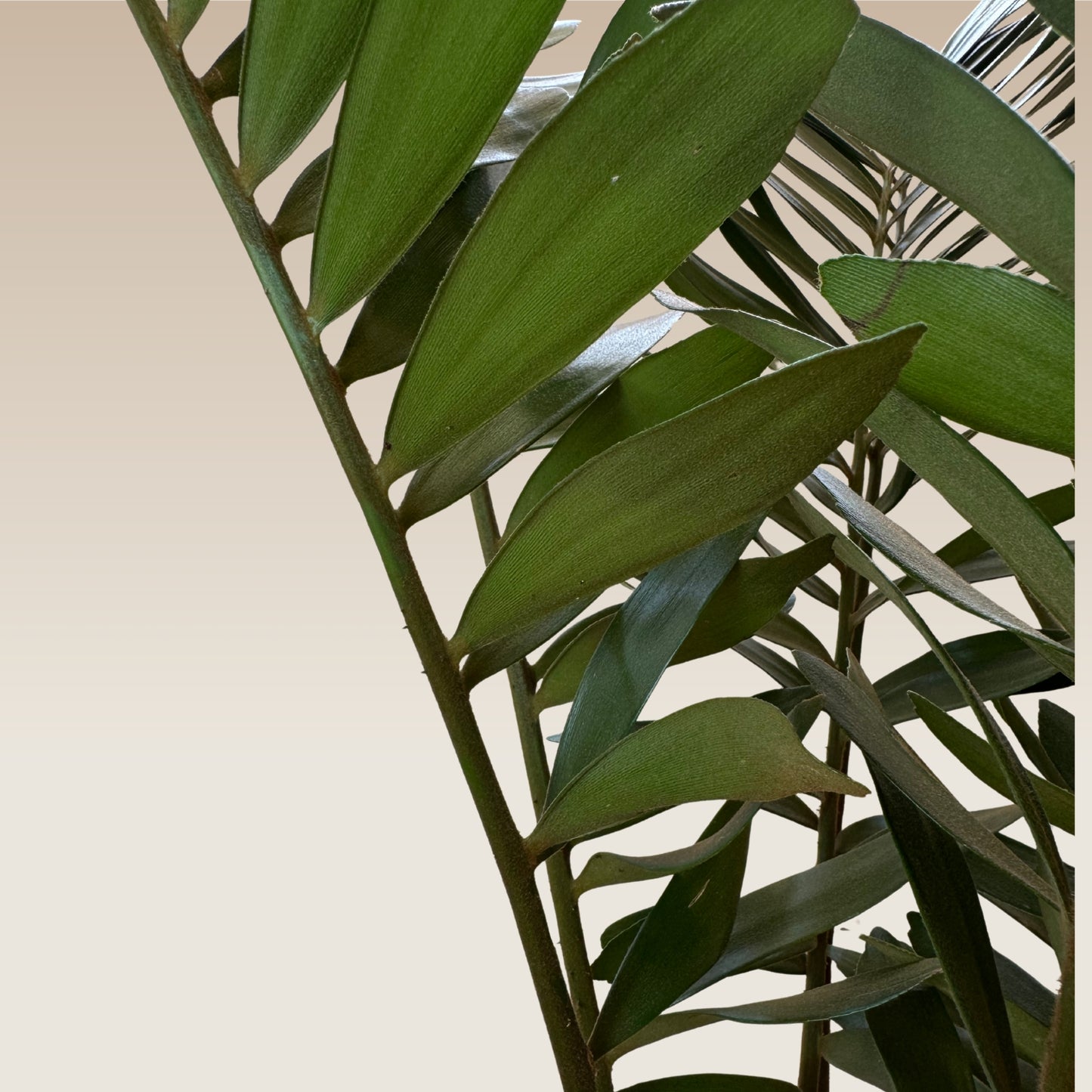 Zamia leaves showcasing the unique and exotic features of the Zamia plant, ideal for indoor decor.