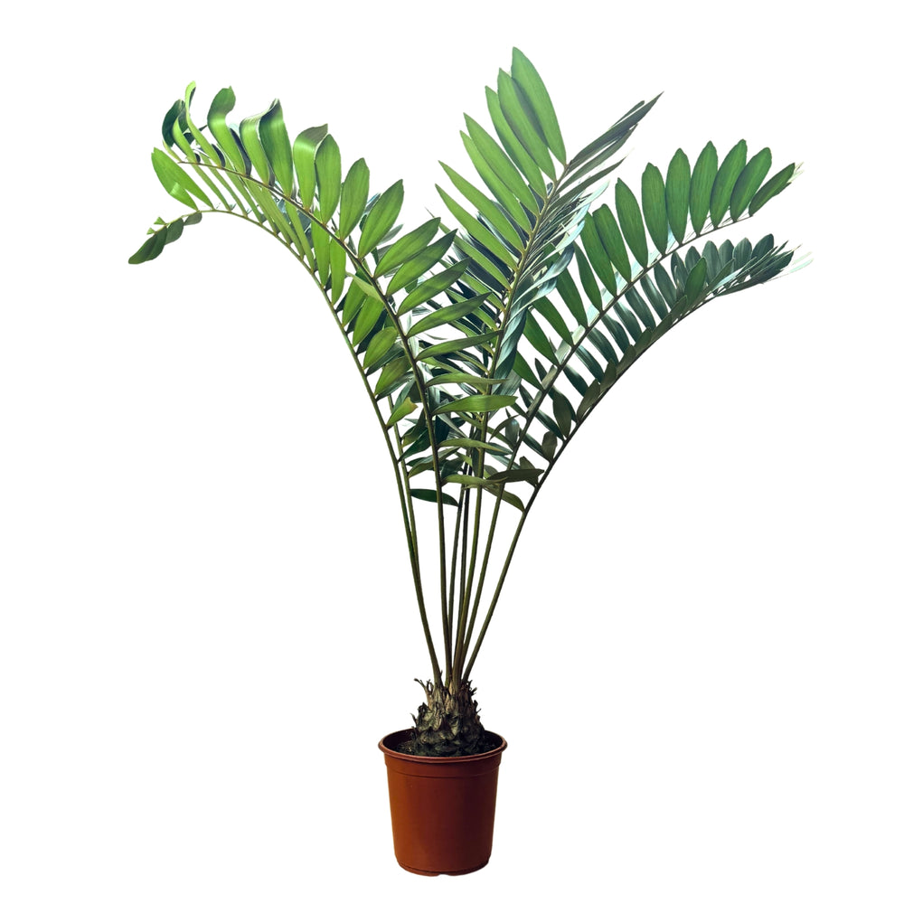 Zamia