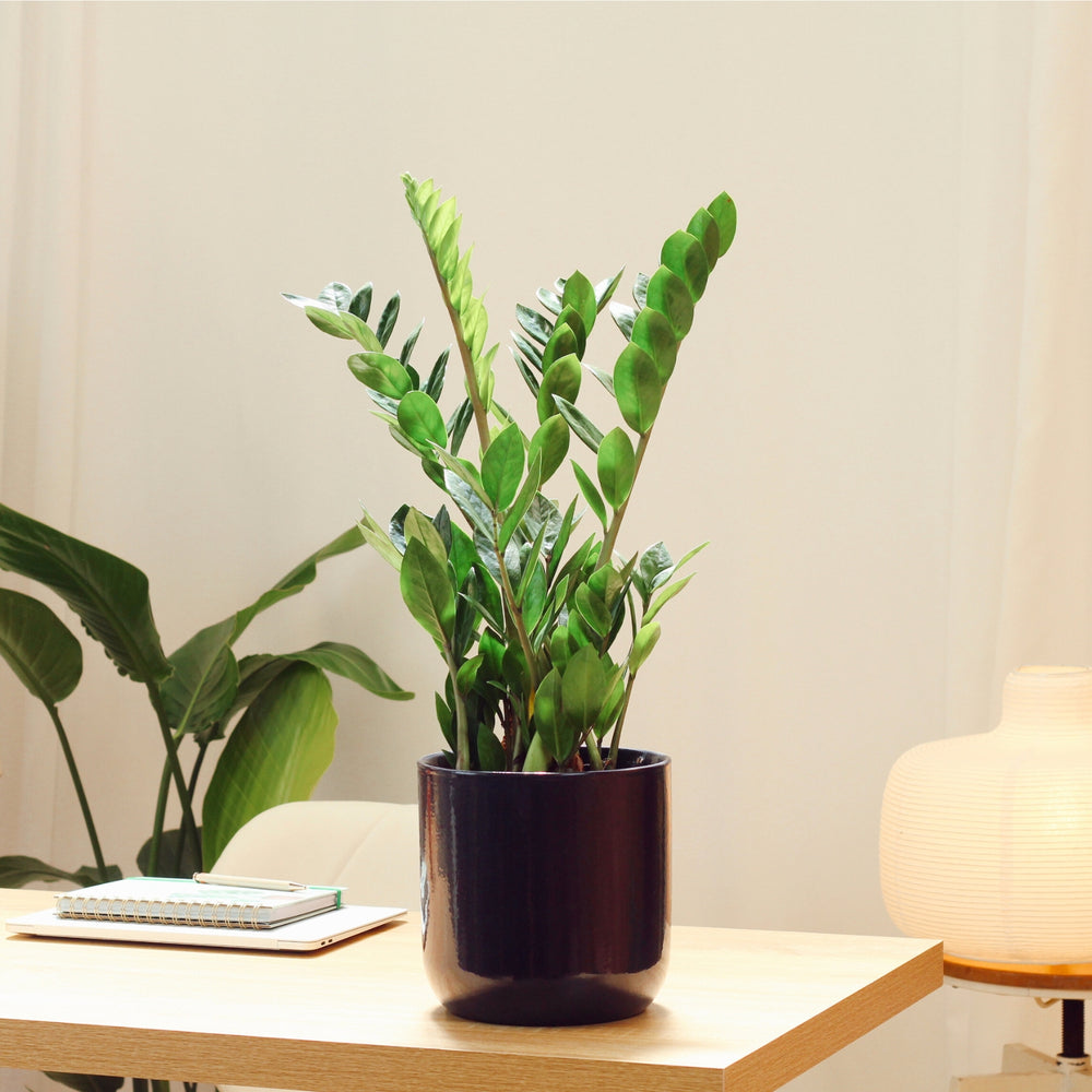 Zamioculcas with Jupiter Pot