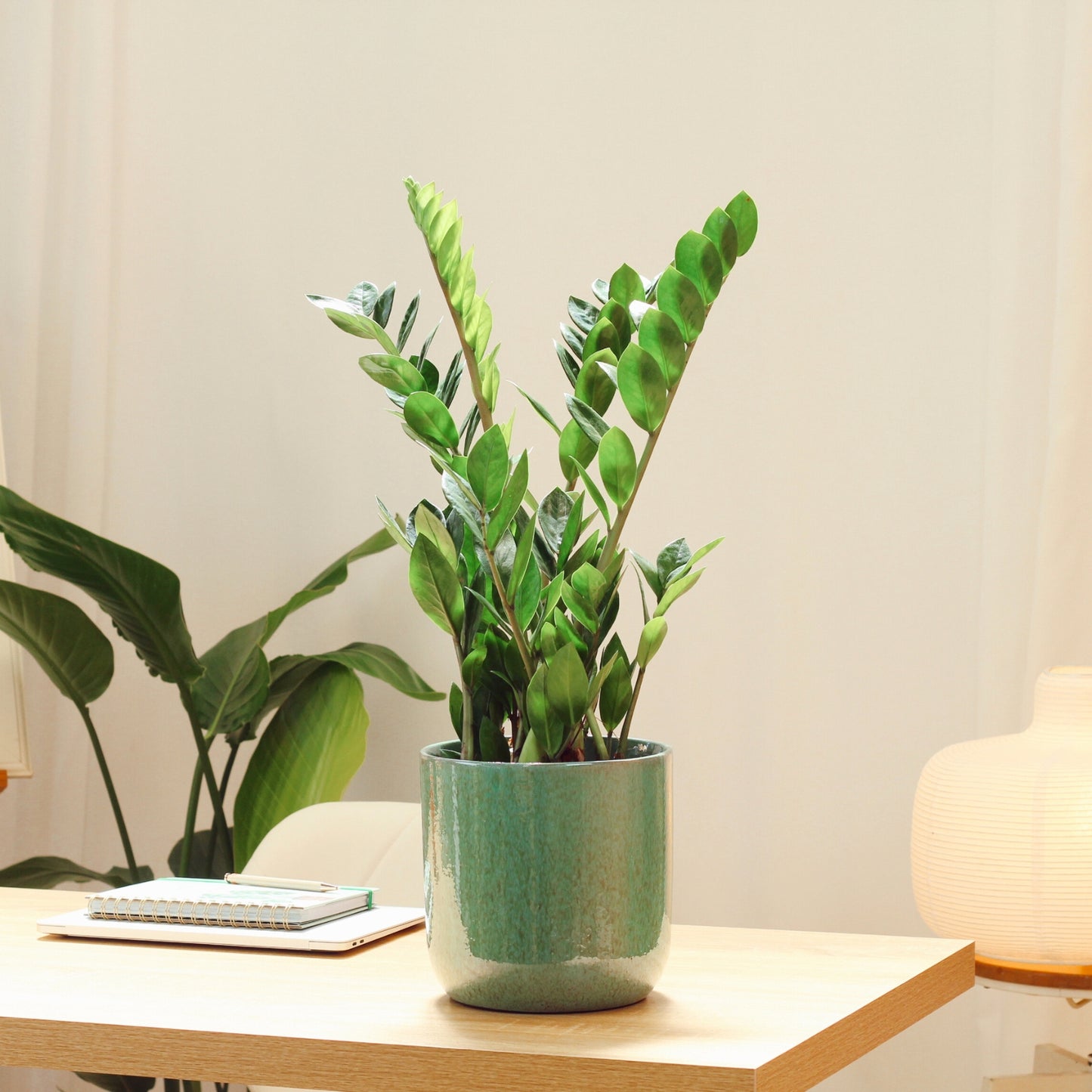 Zamioculcas com Vaso Jupiter
