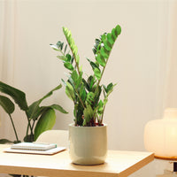 Zamioculcas com Vaso Jupiter