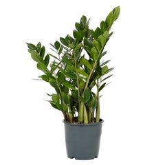 Zamioculcas Zamiifolia