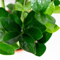 Zamioculcas com Vaso Jupiter