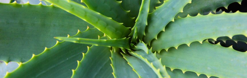 aloe vera planta cuidados