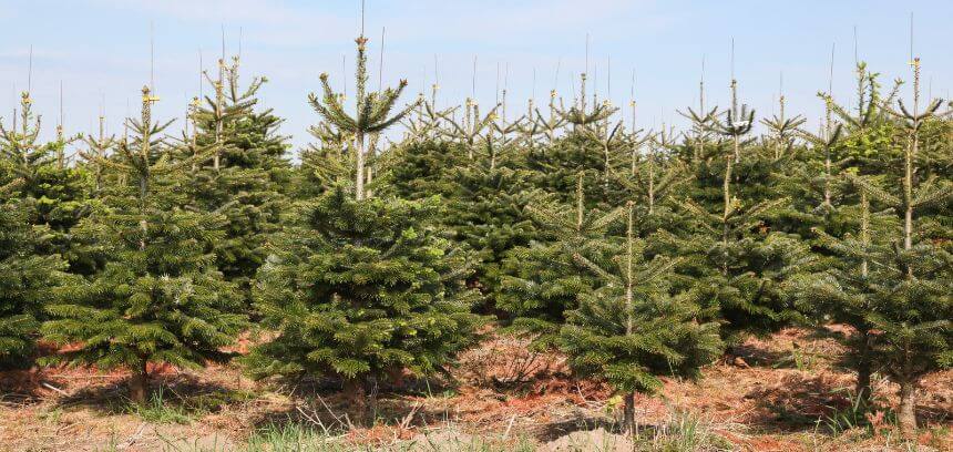 Quais os benefícios de optarmos por uma árvore de Natal natural? | Bioma