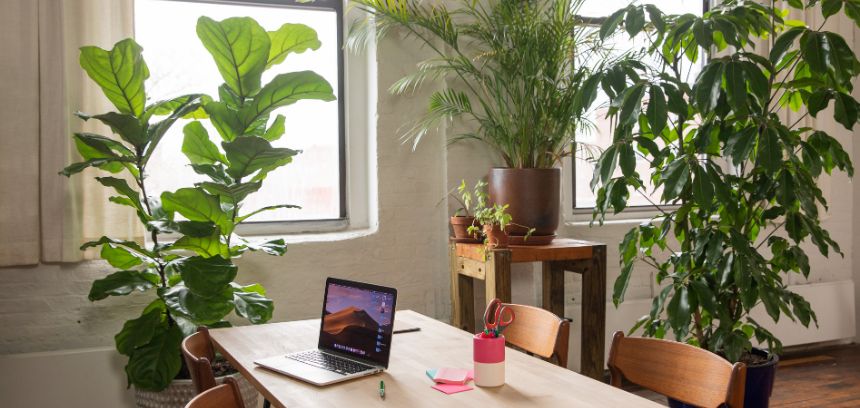 Benefícios de ter plantas no local de trabalho