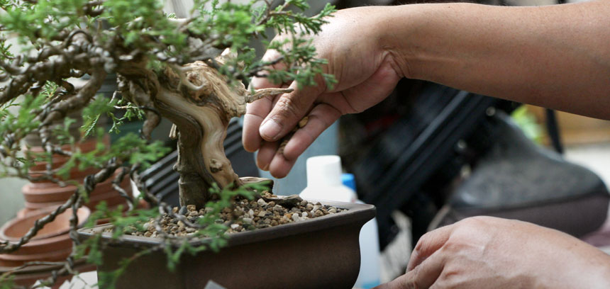 Cómo cuidar los bonsáis: todo lo que necesitas saber
