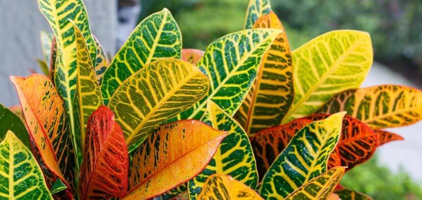 Guía para el cuidado de las plantas en otoño