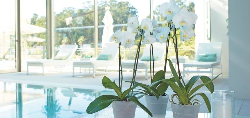 Guia completo para cuidares das tuas orquídeas de interior