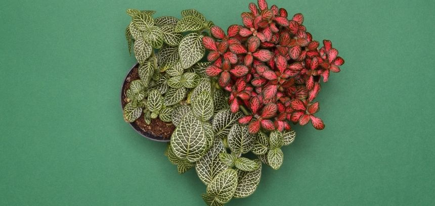 Día de San Valentín: ¡6 plantas increíbles para regalar!