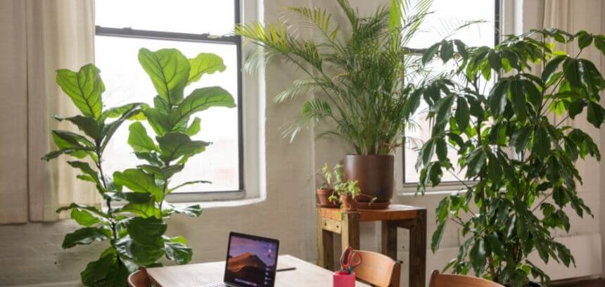 Sabias que as plantas podem aumentar a tua produtividade?