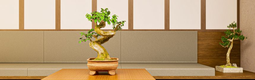 espaço interior bonsai bioma plants