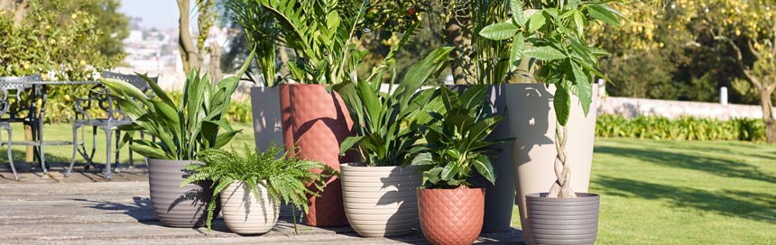 plantas exterior plantas de interior