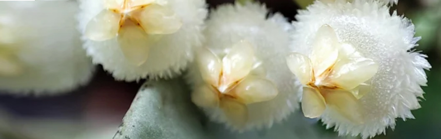 hoya krohniana eskimo flor