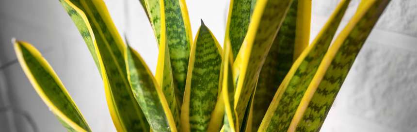 sansevieria laurentii plantas para pouca luz