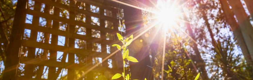 fotossíntese plantas para pouca luz