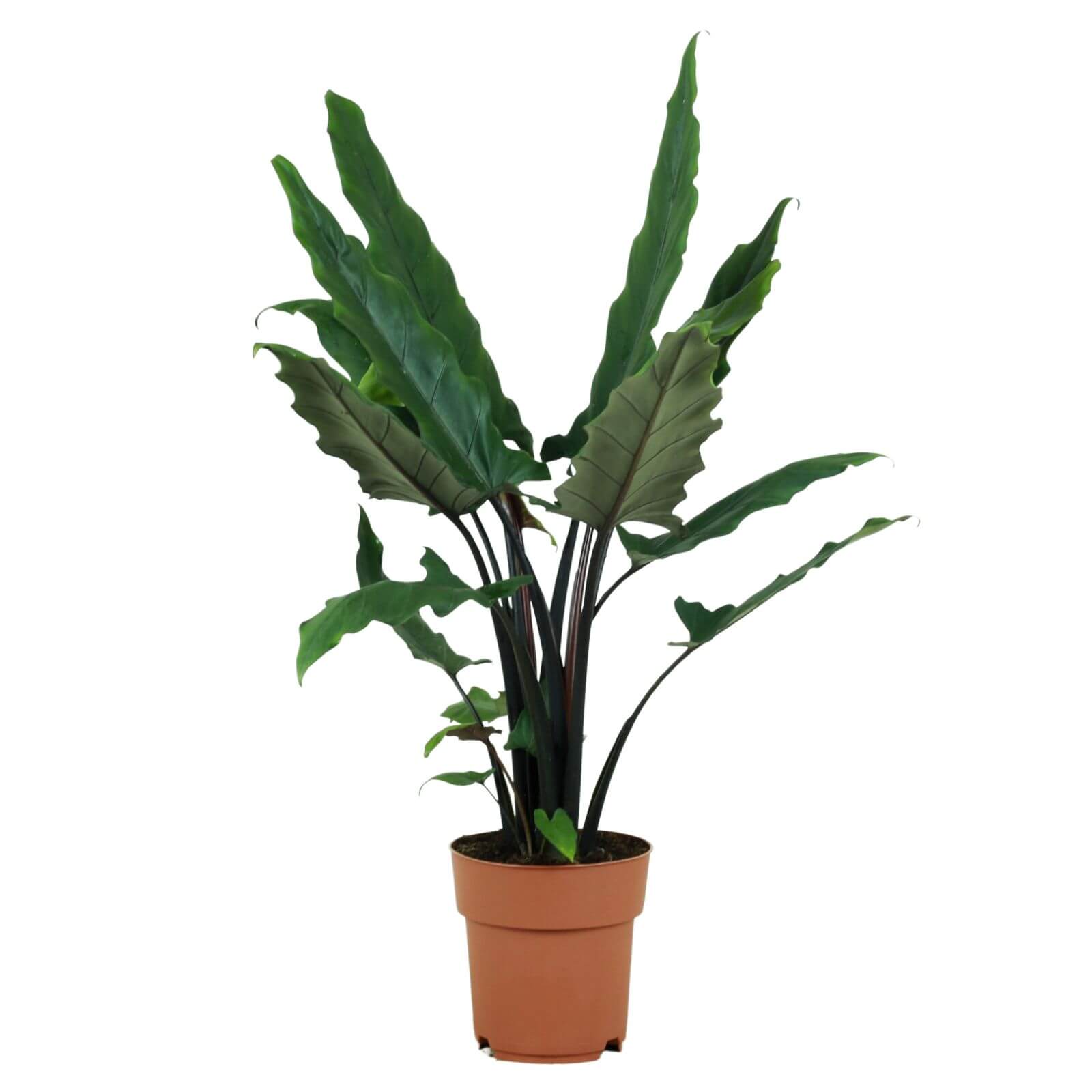 alocasia lauterbachiana planta interior bioma plants