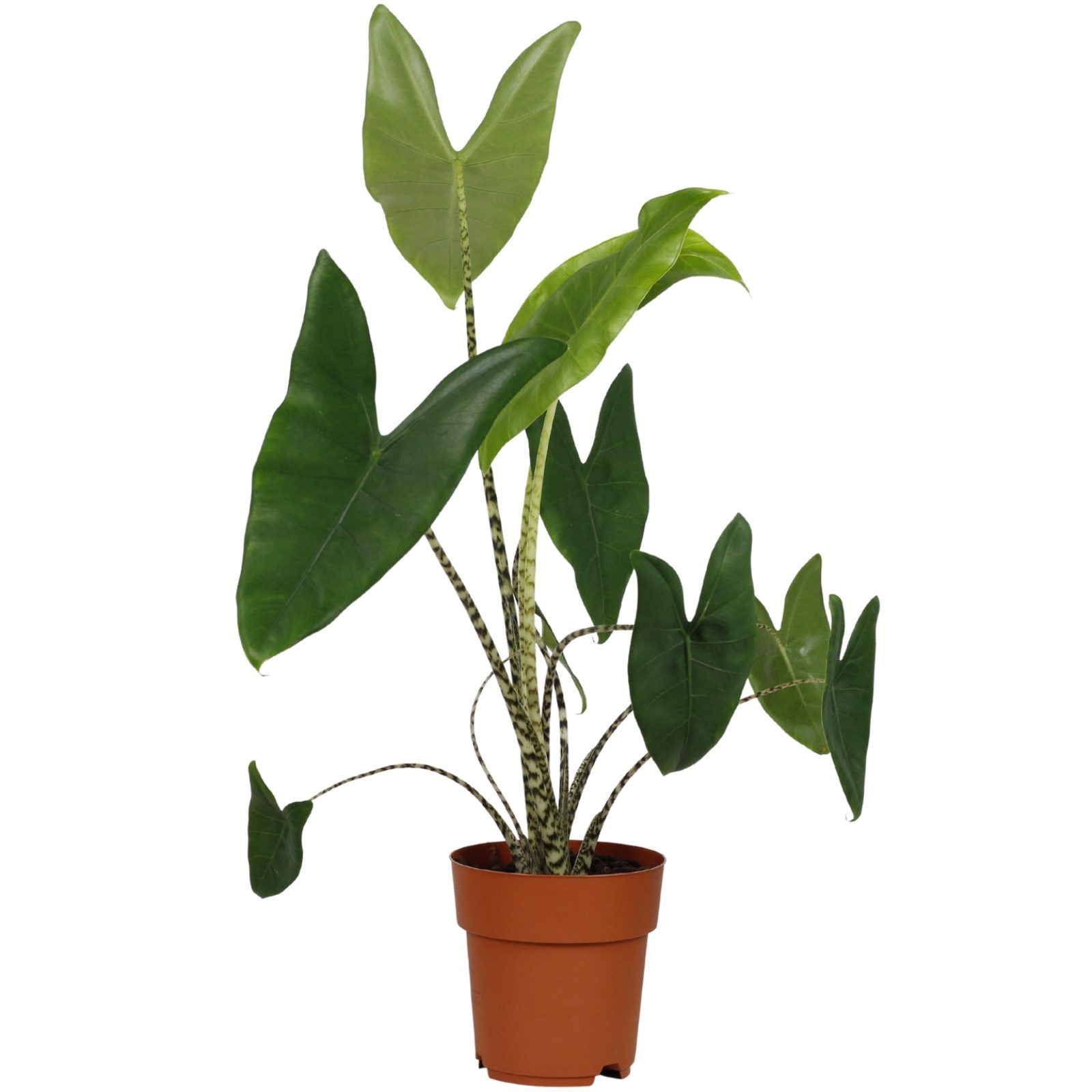 Alocasia | Comprar plantas online