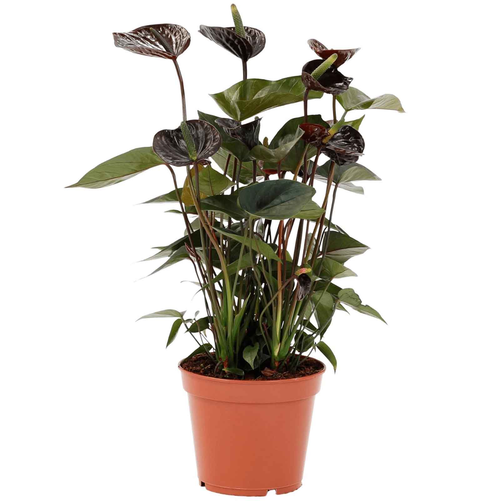 anthurium black love 17 bioma plants