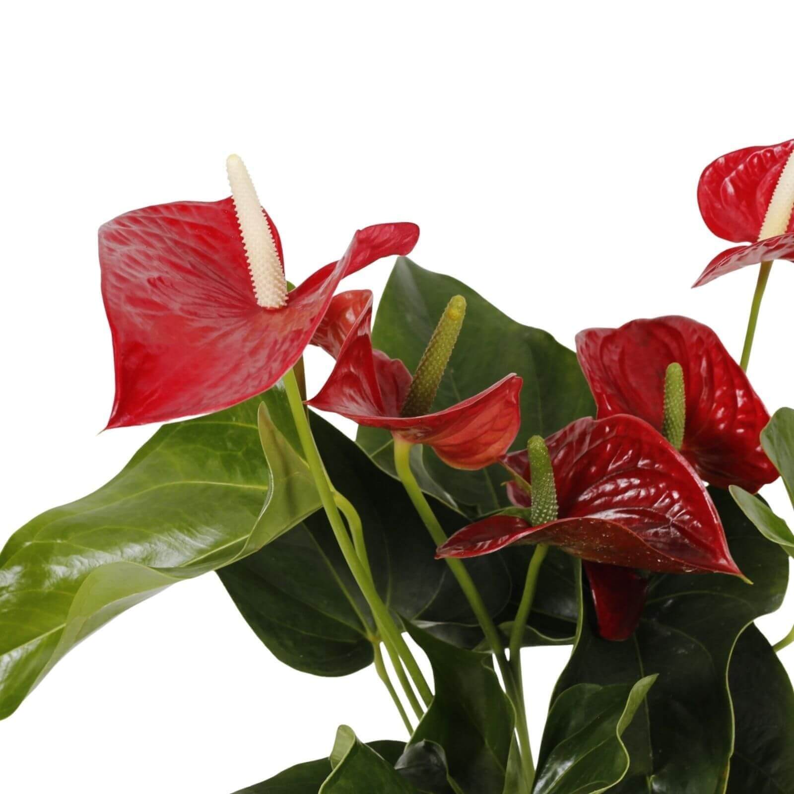 Antúrio vermelho | Anthurium andraeanum