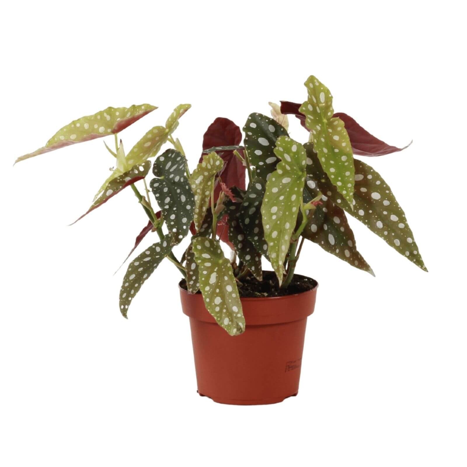begonia maculata plantas interior