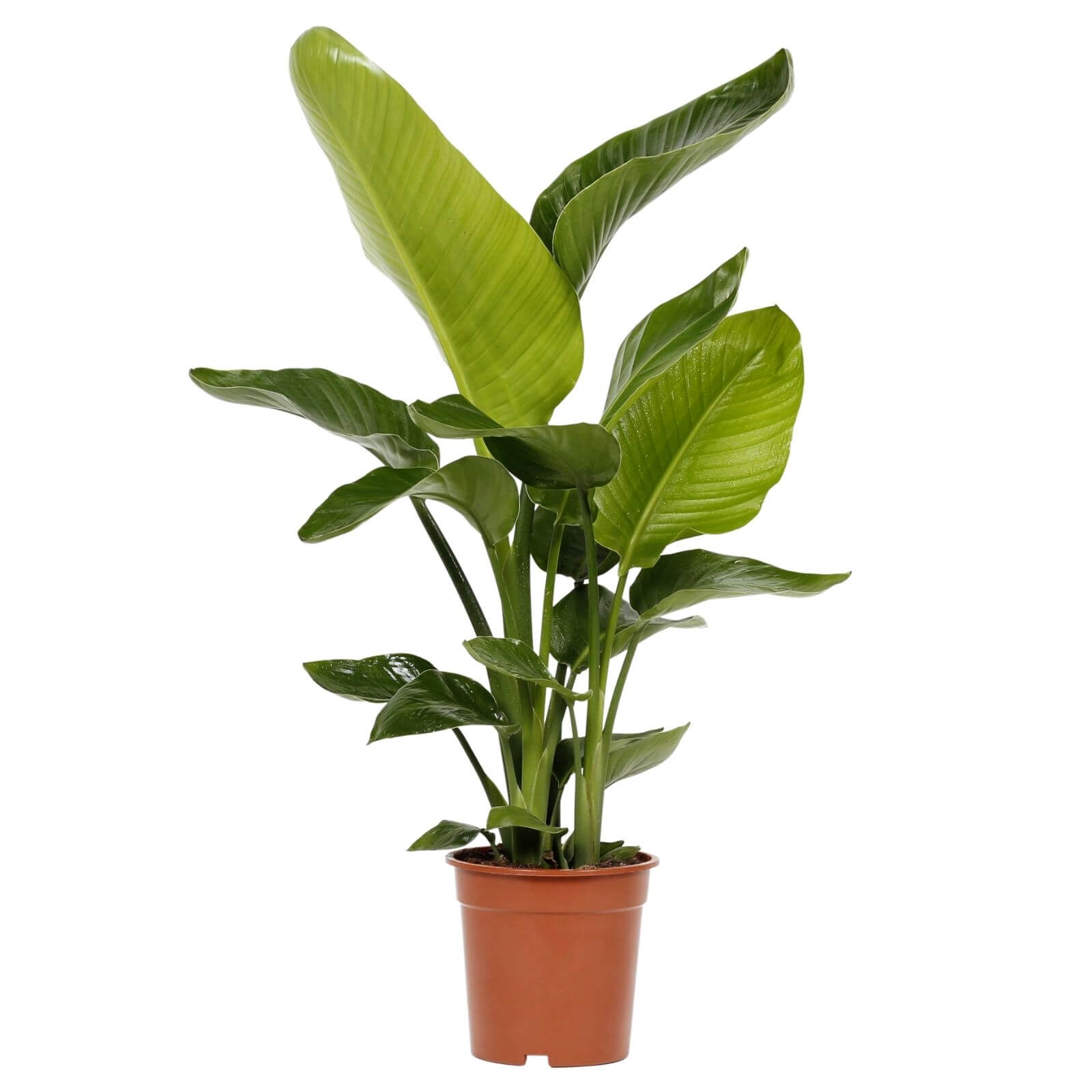 Estrelícia gigante | Strelitzia nicolai | Bioma Plants