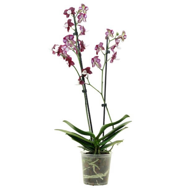 orquídea phalaenopsis | phalaenopsis lisa