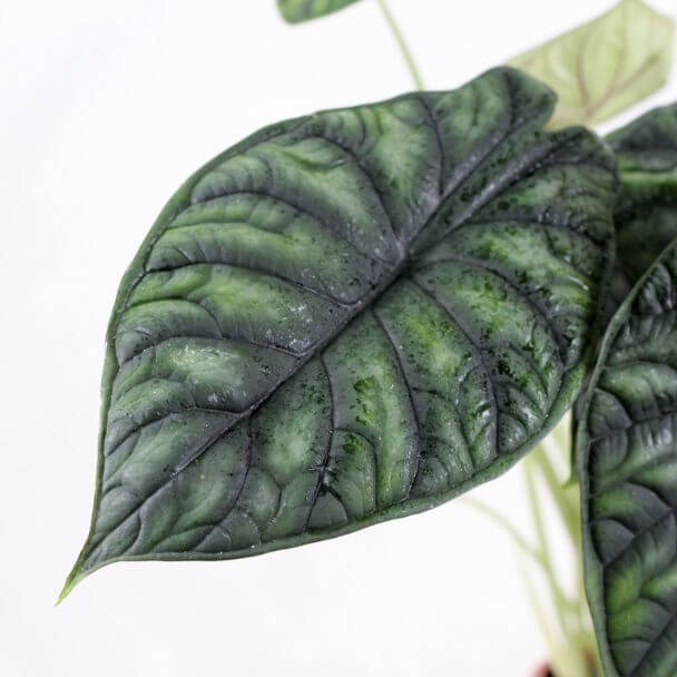alocasia dragon scale planta interior detalhe folha bioma plants