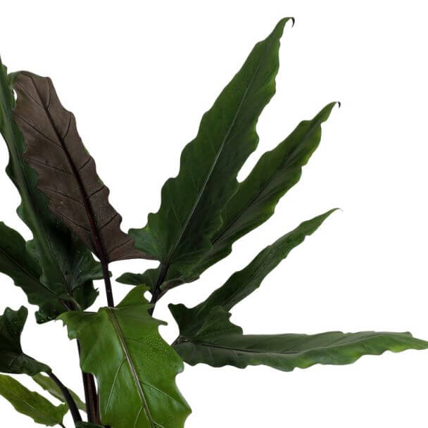 alocasia lauterbachiana detalhe planta interior bioma plants