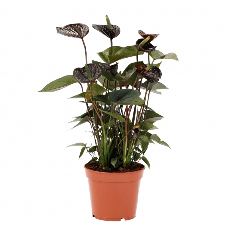 anthurium black love 17 bioma plants