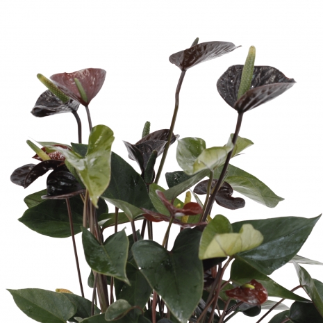 anthurium black love 17  bioma plants detalhe