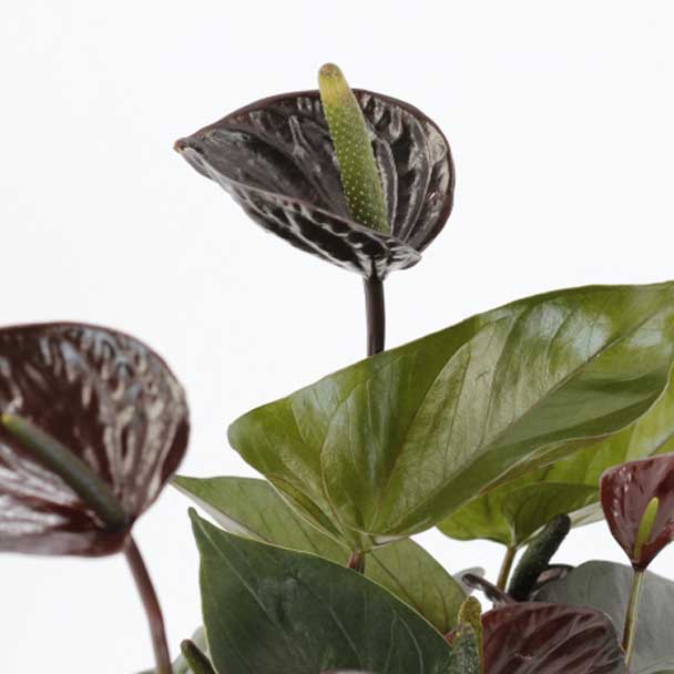 anthurium black love 17 bioma plants detalle flor