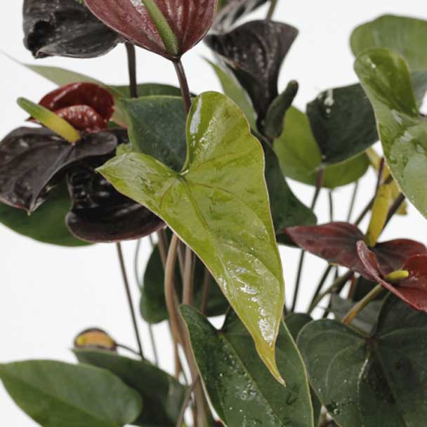 anthurium black love 17 bioma planta detalhe folha