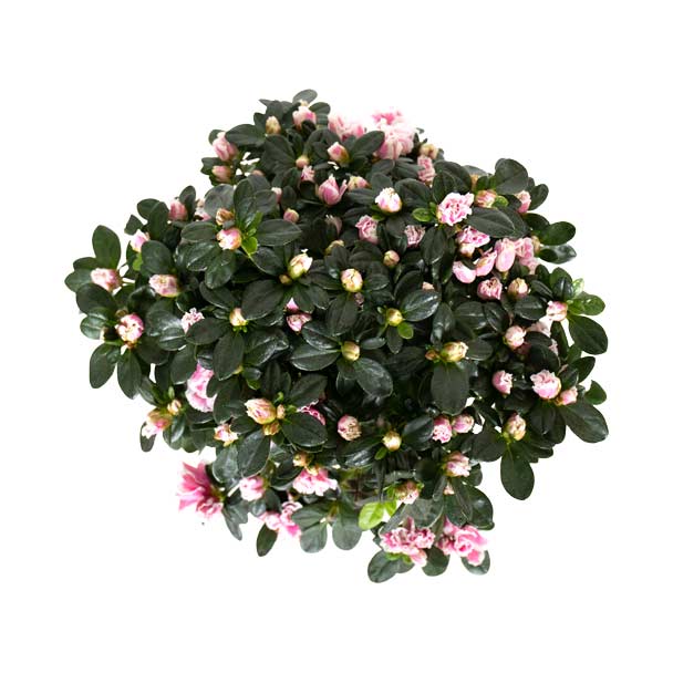 azalea rosa branca detalhe superior bioma plants