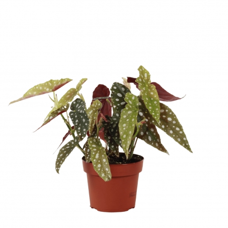 begonia maculata