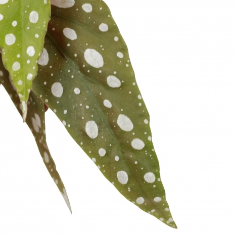 begonia maculata 12 bioma plants detalhe plantas interior