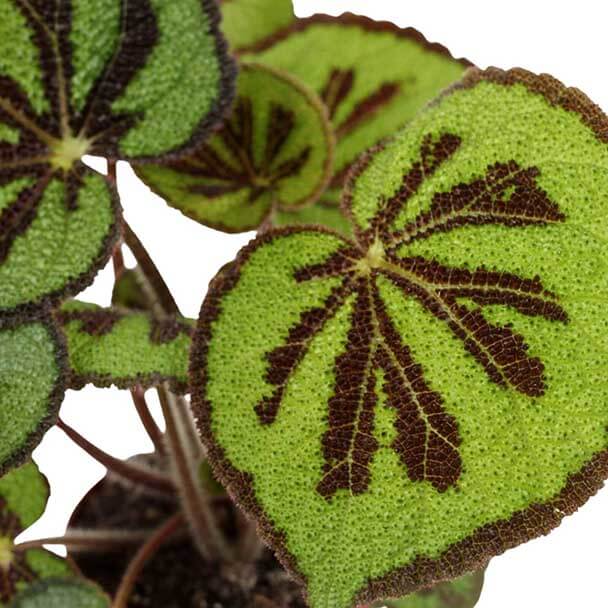 begonia masoniana 12 bioma plants detalle