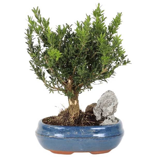bonsai buxus