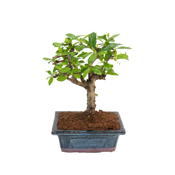 bonsai carmona microphylla principal