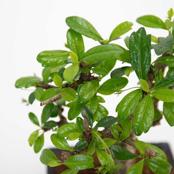 bonsai carmona microphylla detalhe