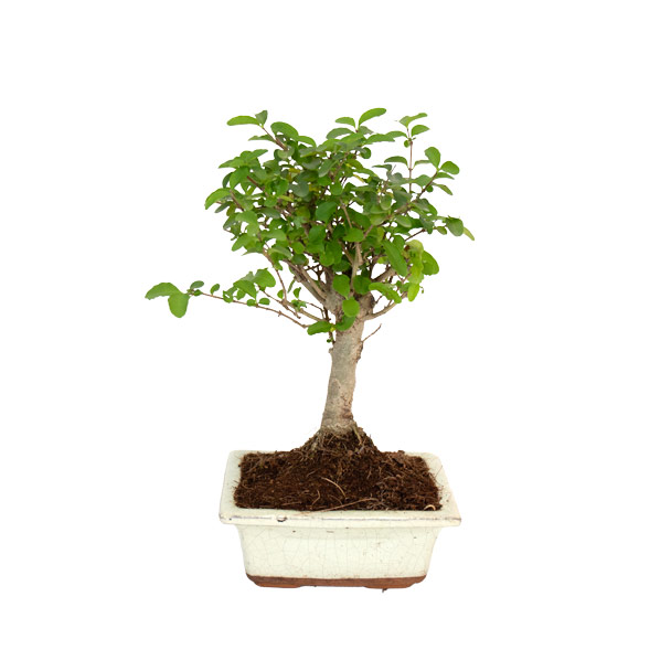 bonsai ligustrum s principal