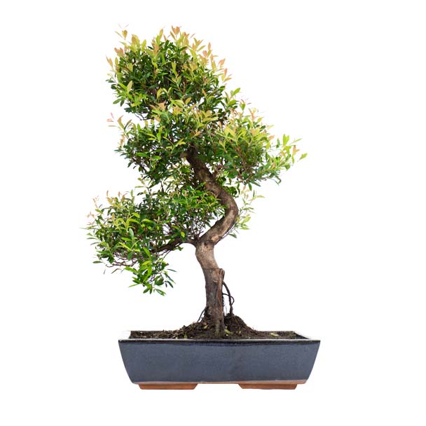 bonsái syzigium L