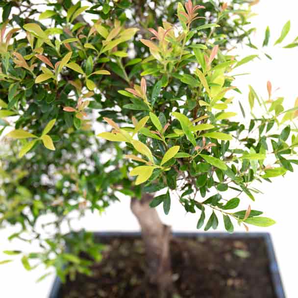 bonsai syzigium bioma plants