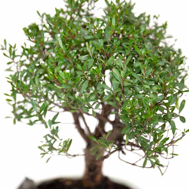 bonsai ficus ginseng S bioma plants